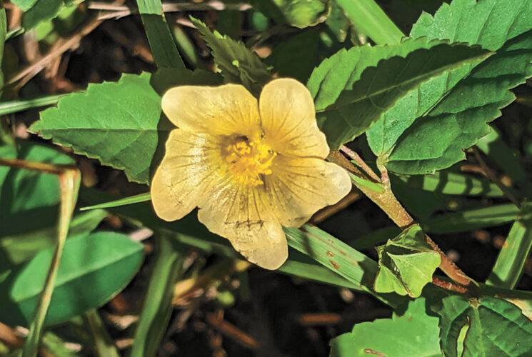 Garden Club of Cape Coral | Fanpetels - a  magnet for skippers